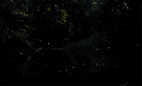 fireflies-2-vincentgrady